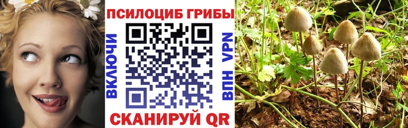 дарнет шоп  Ладушкин  Псилоцибиновые грибы мицелий 